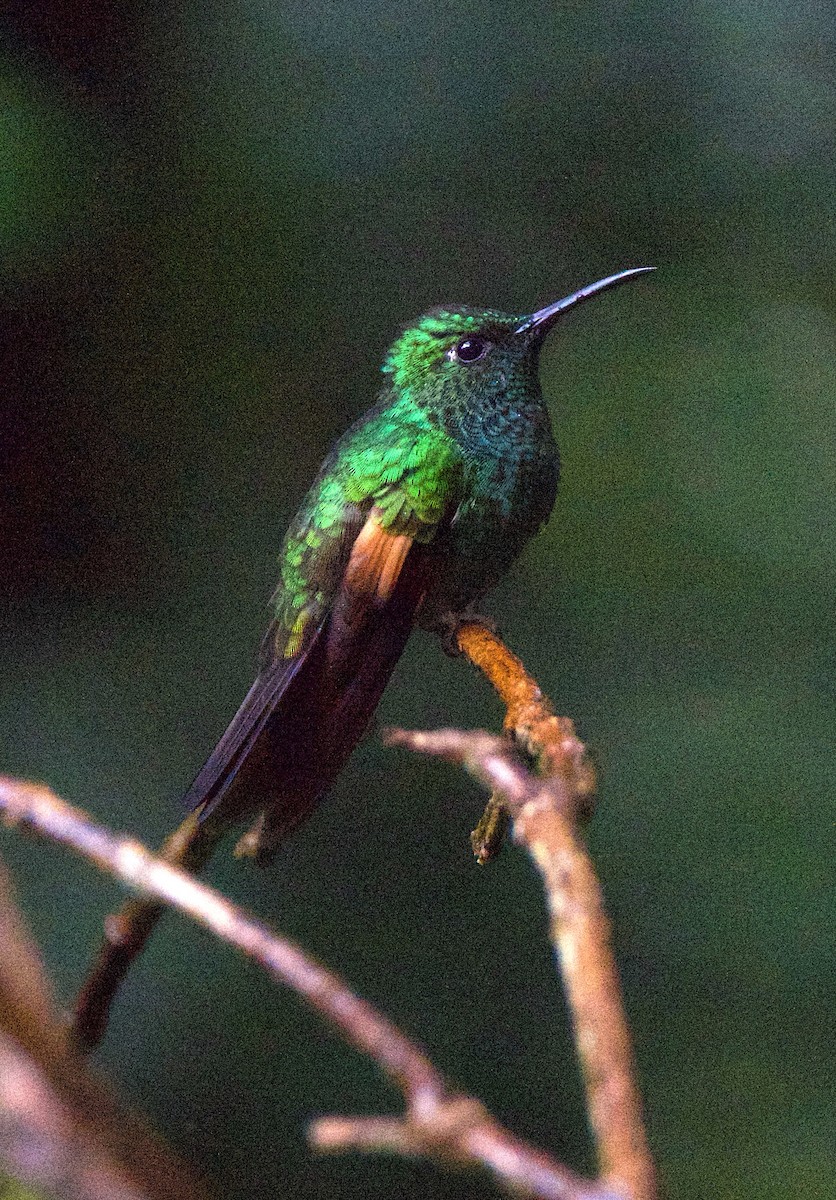 Stripe-tailed Hummingbird - ML647254993