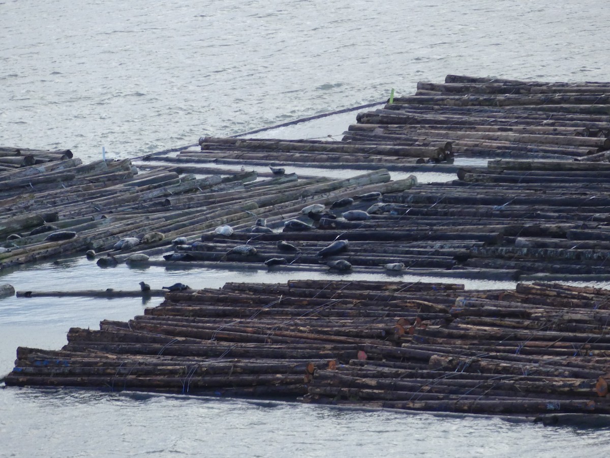 Harbor Seal - ML647254997