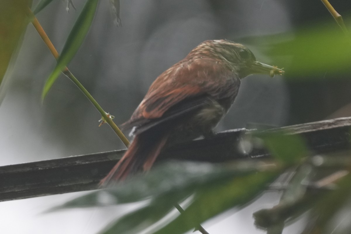 ハシボソホオジロカマドドリ - ML647254998