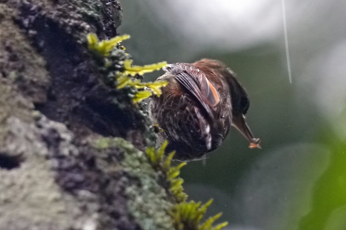 ハシボソホオジロカマドドリ - ML647254999