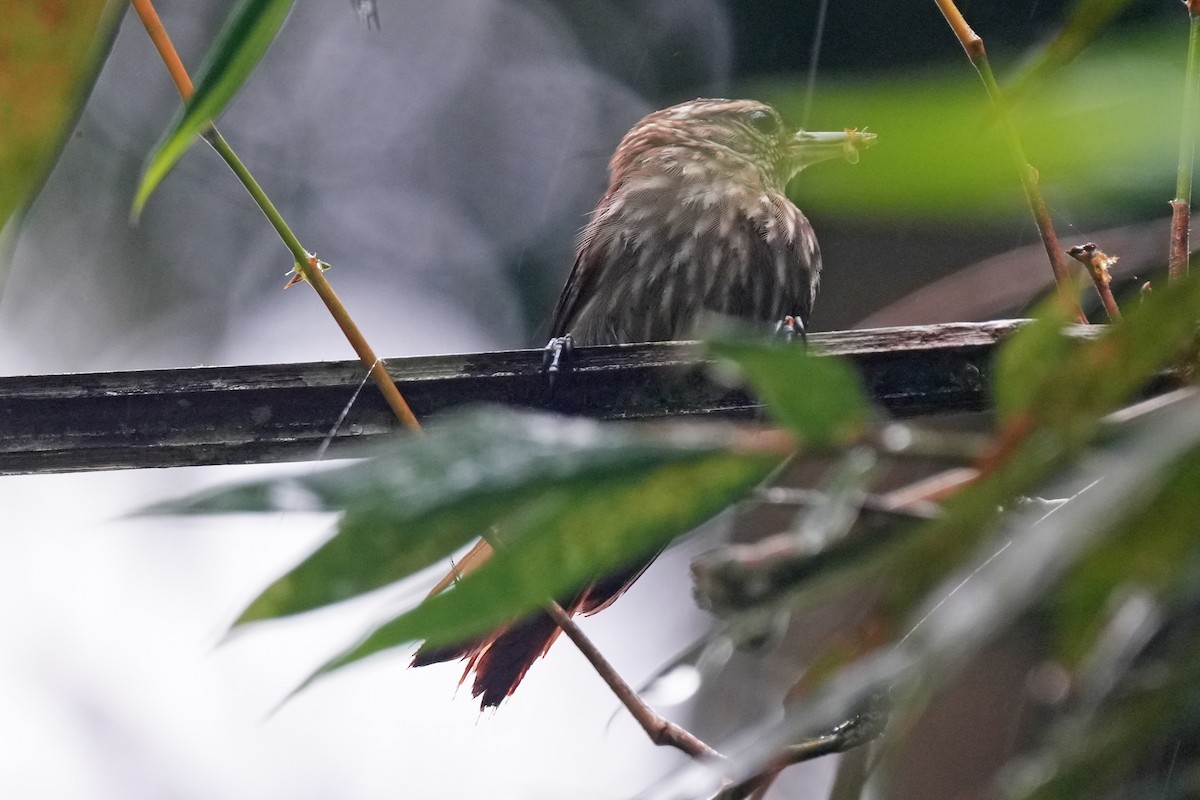 ハシボソホオジロカマドドリ - ML647255000