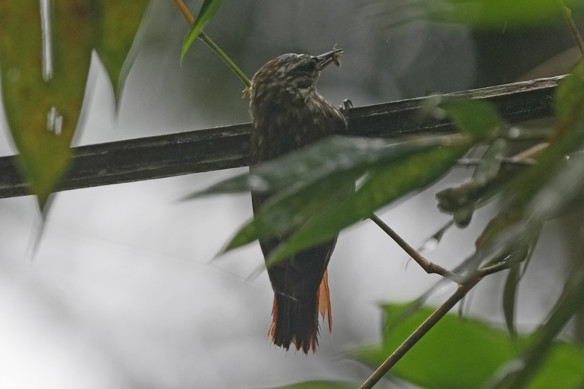 ハシボソホオジロカマドドリ - ML647255001