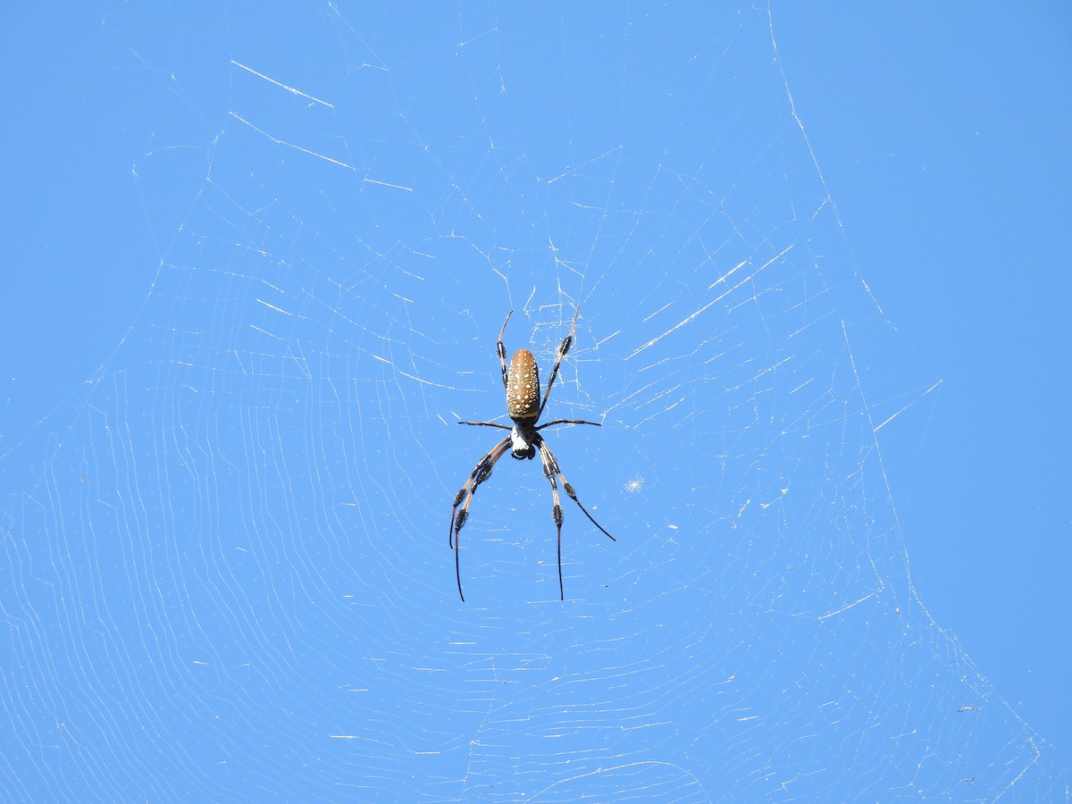 Insects - ML647255004