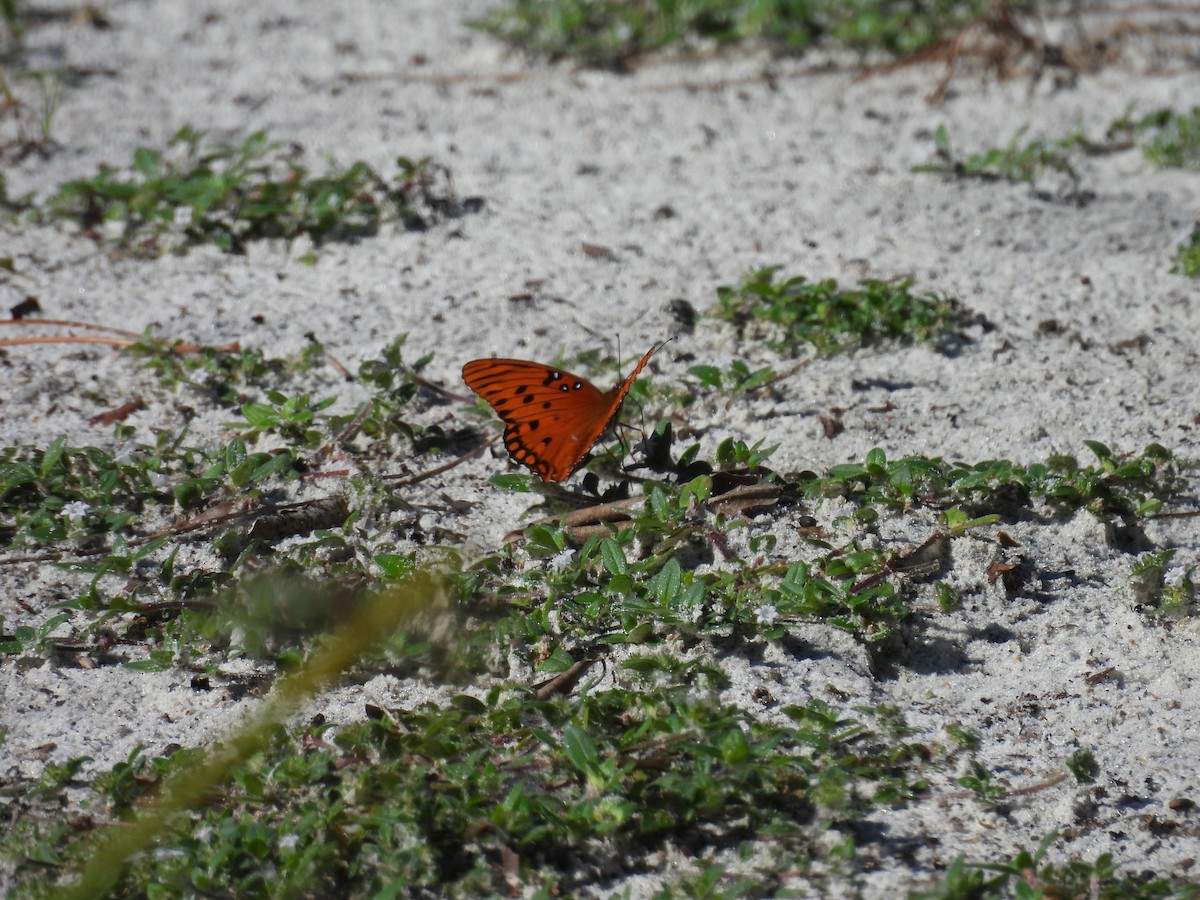 Gulf Fritillary - ML647255009