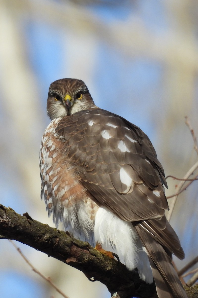 Cooper's Hawk - ML647255011