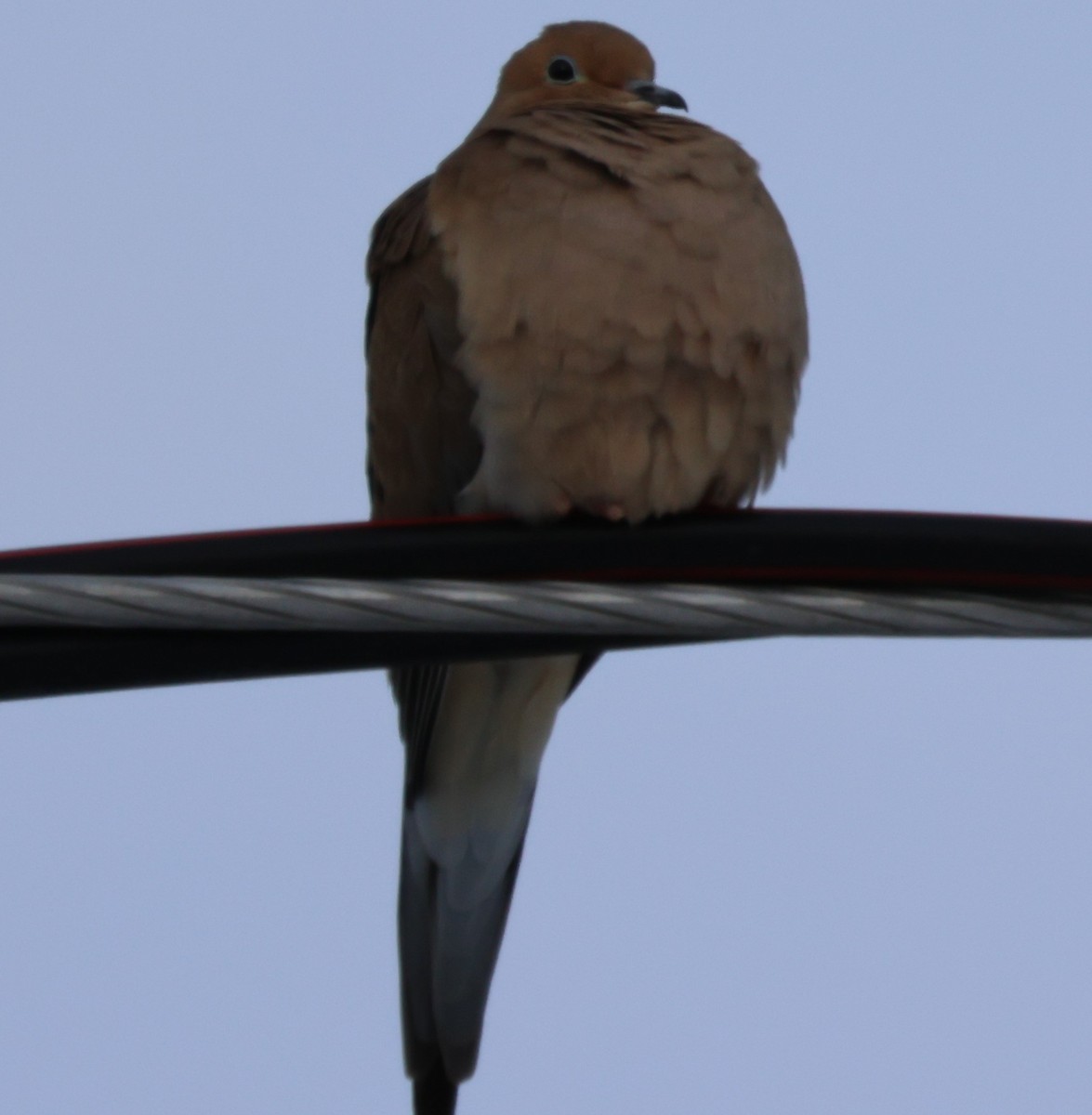Mourning Dove - ML647255014