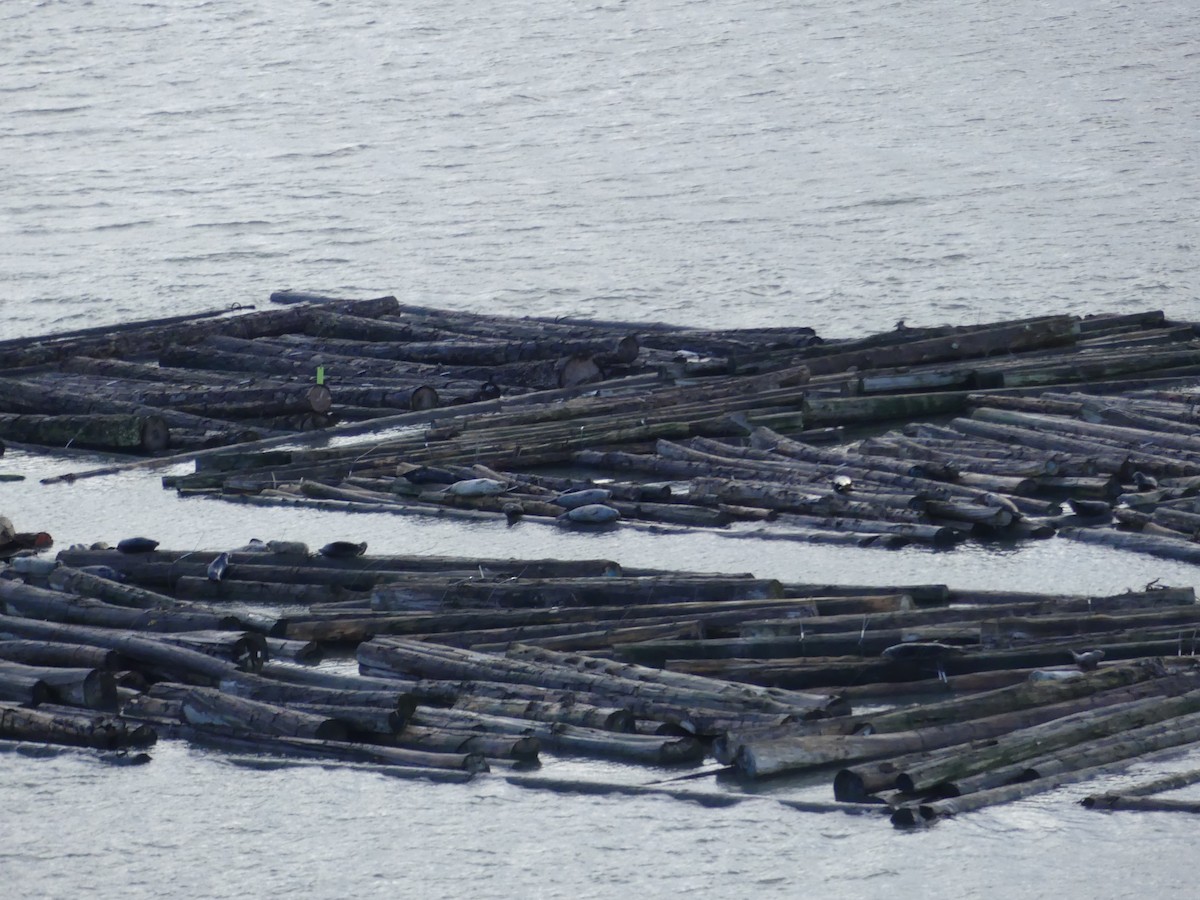 Harbor Seal - ML647255018
