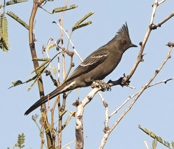 Phainopepla - ML647255031