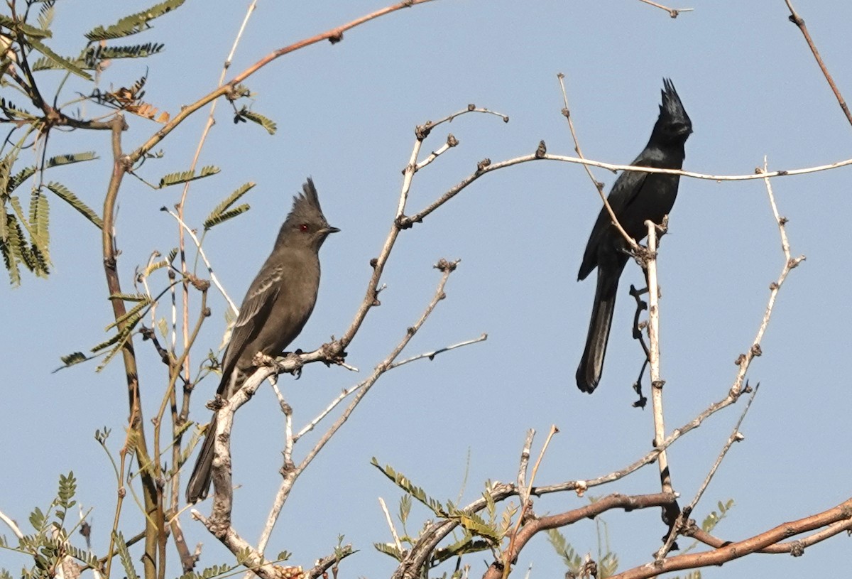 Phainopepla - ML647255032