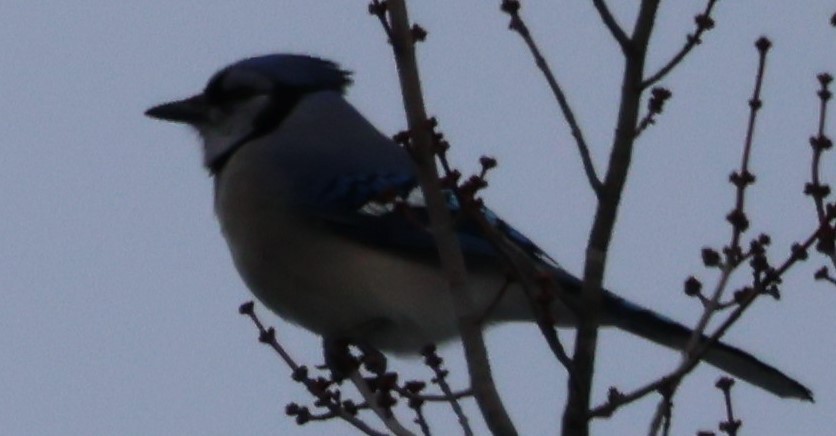 Geai bleu - ML647255047