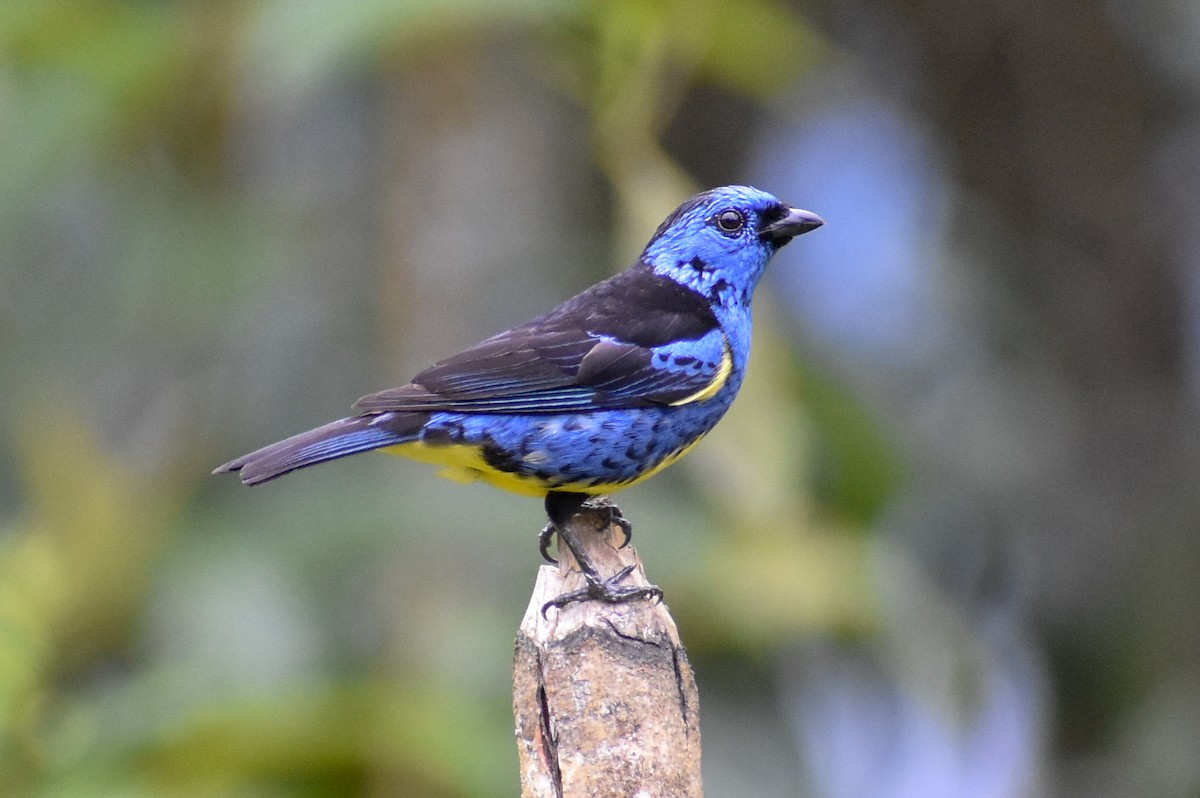 Turquoise Tanager - ML647255049