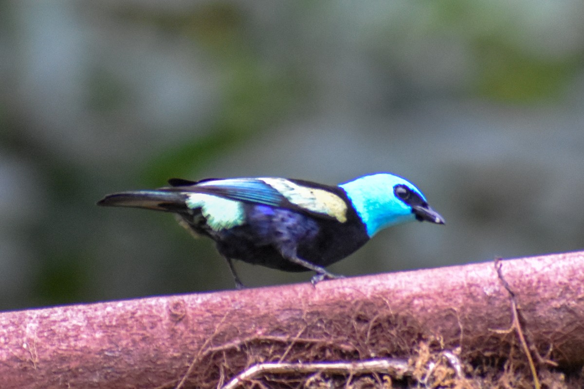 Blue-necked Tanager - ML647255050