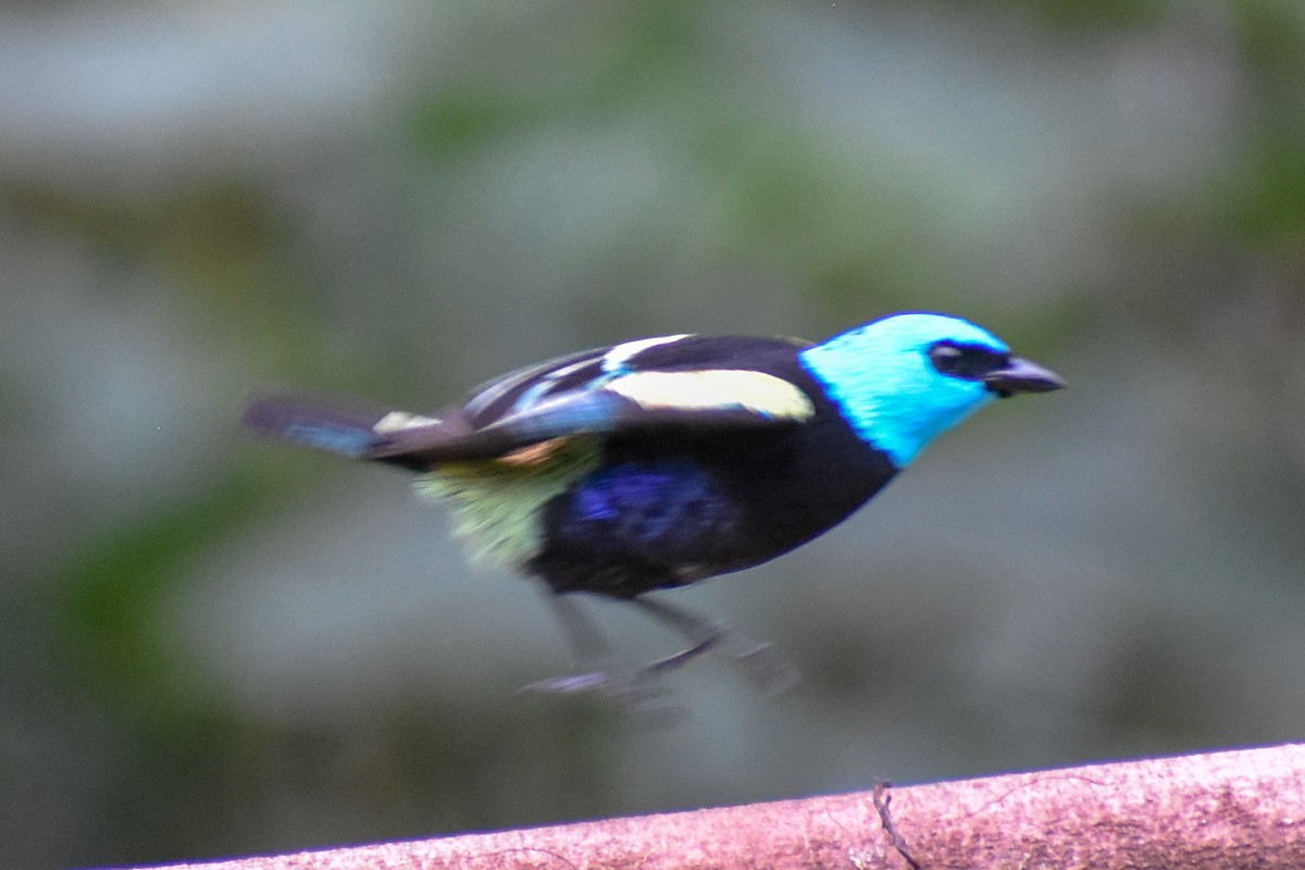 Blue-necked Tanager - ML647255051