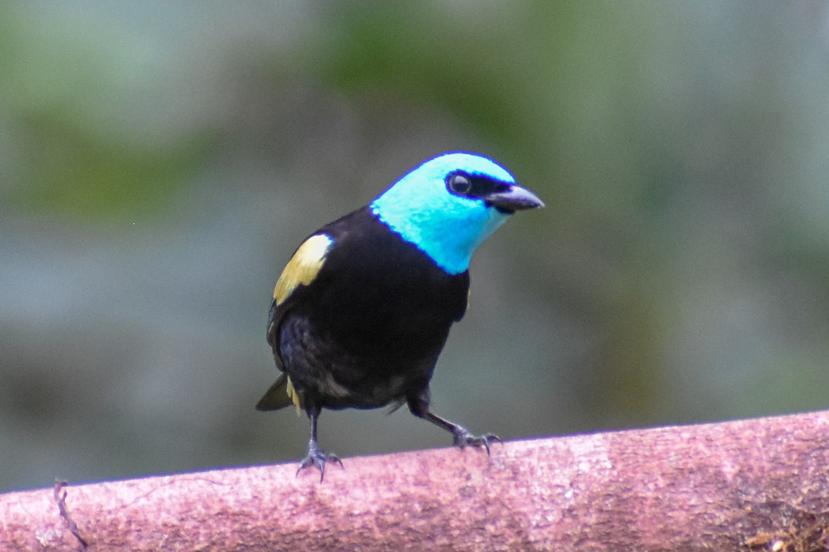 Blue-necked Tanager - ML647255052