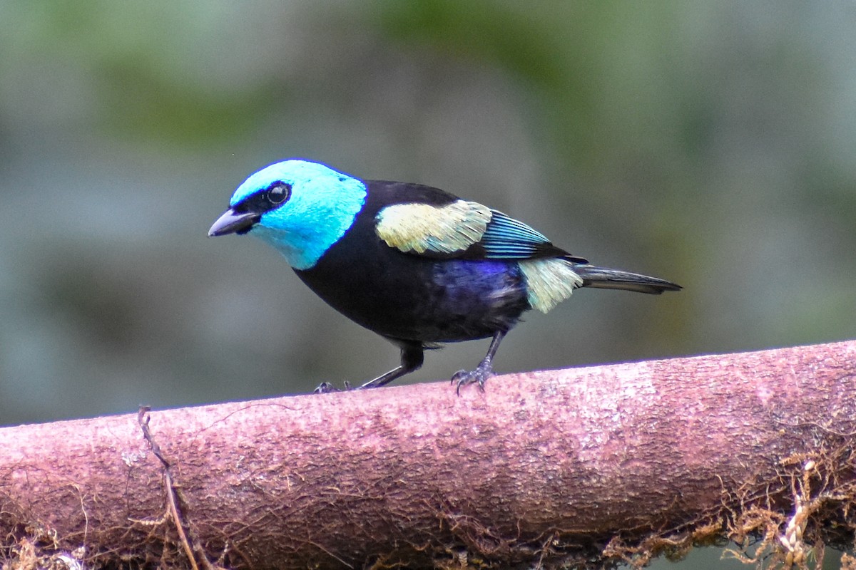 Blue-necked Tanager - ML647255053