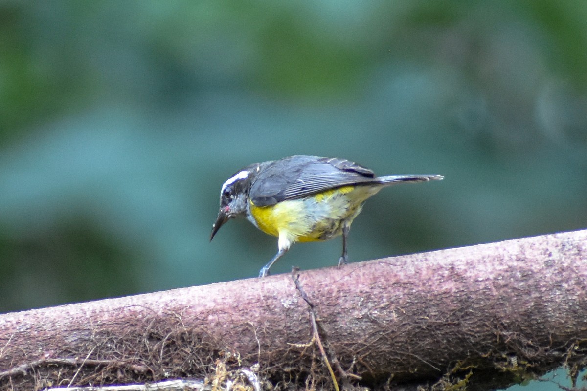 Sucrier à ventre jaune - ML647255058