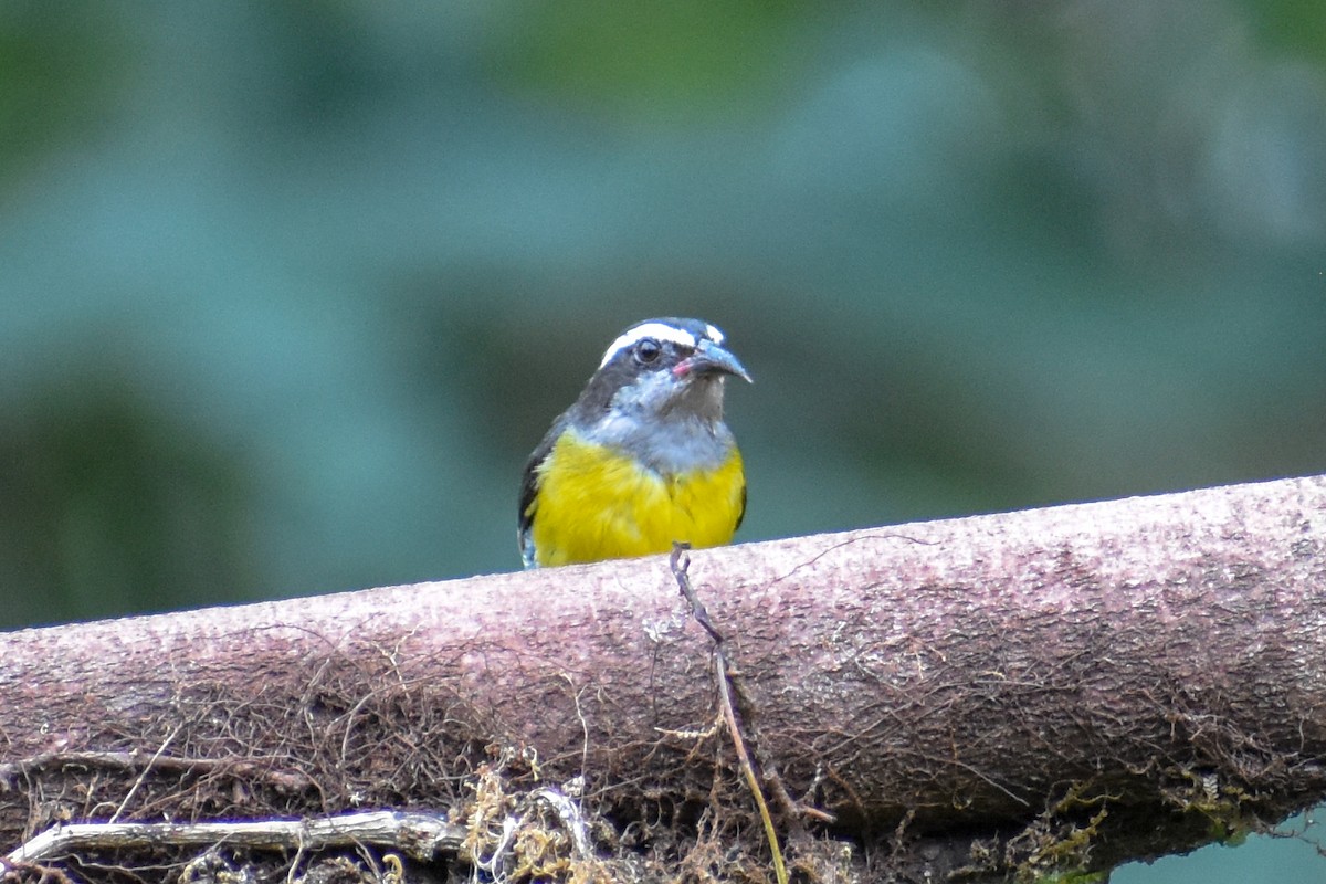 Sucrier à ventre jaune - ML647255059