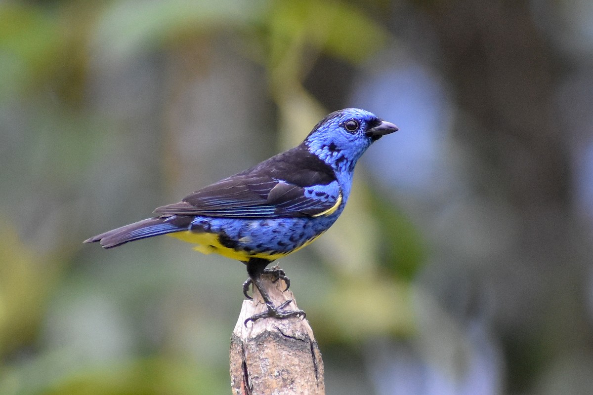 Turquoise Tanager - ML647255064