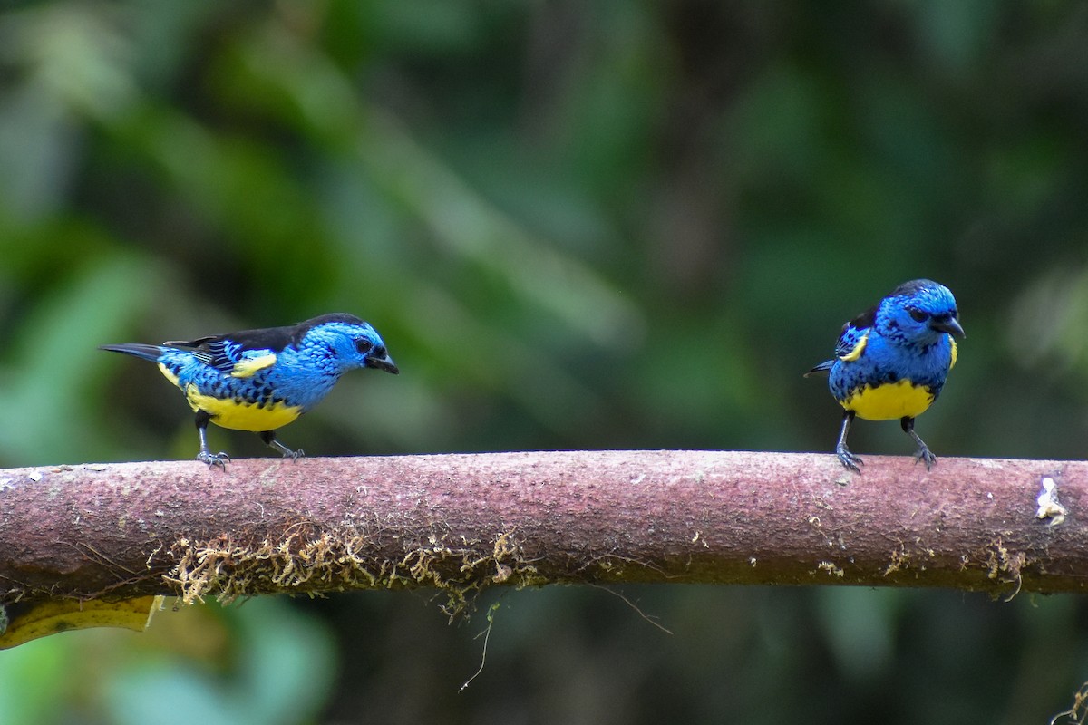 Turquoise Tanager - ML647255070