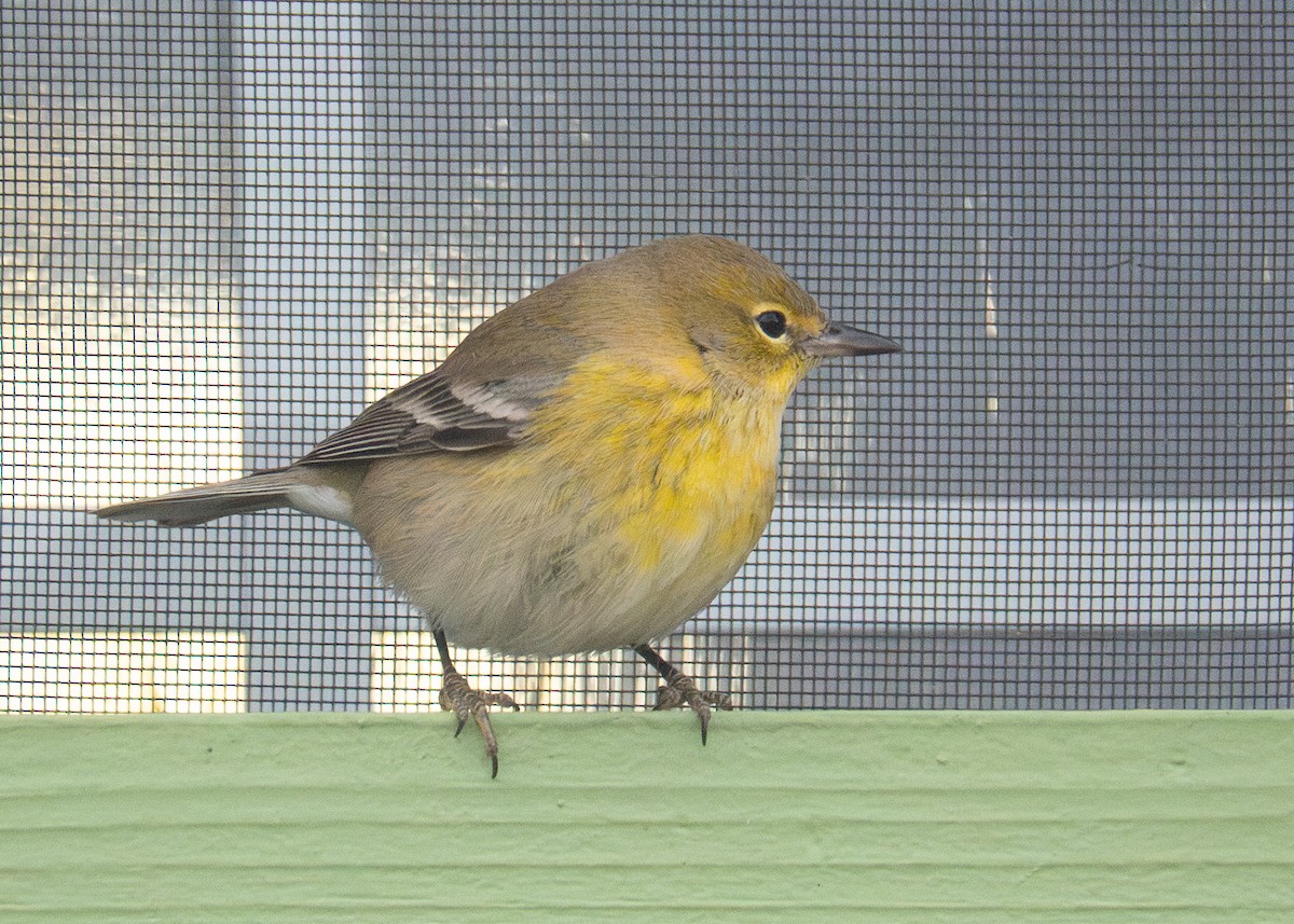 Pine Warbler - ML647255092