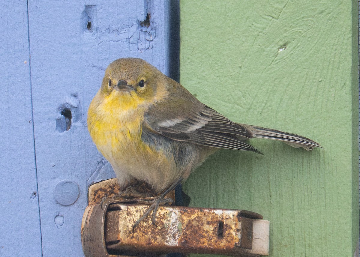 Pine Warbler - ML647255093