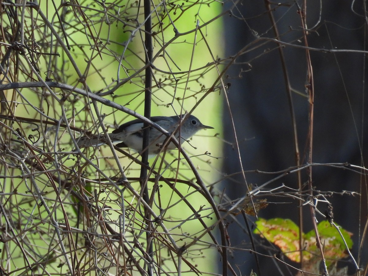 Голубая комароловка - ML647255100