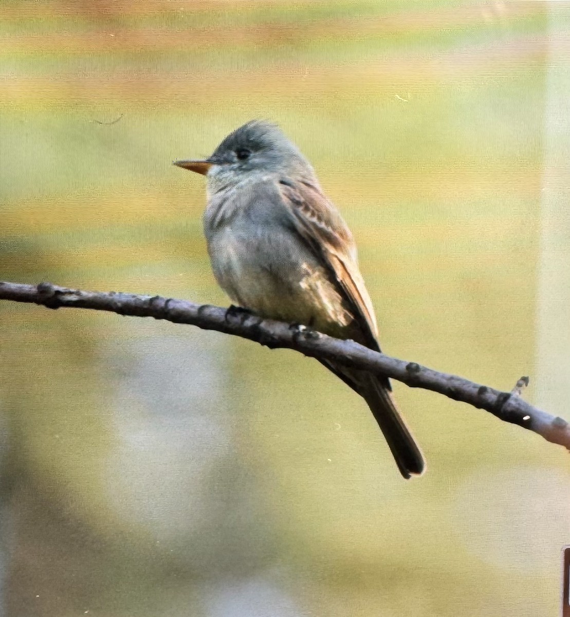 Піві великий - ML647255113