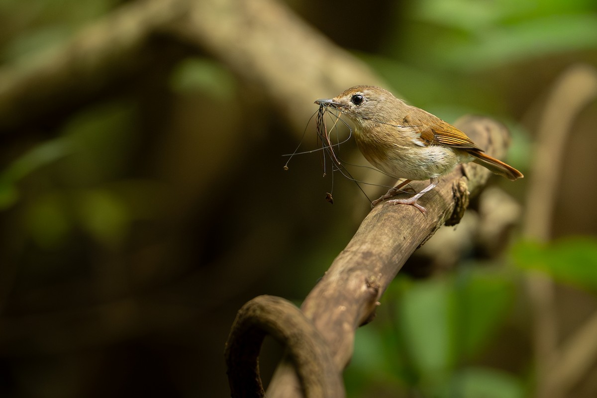 Papamoscas Dorsioliva - ML647255116
