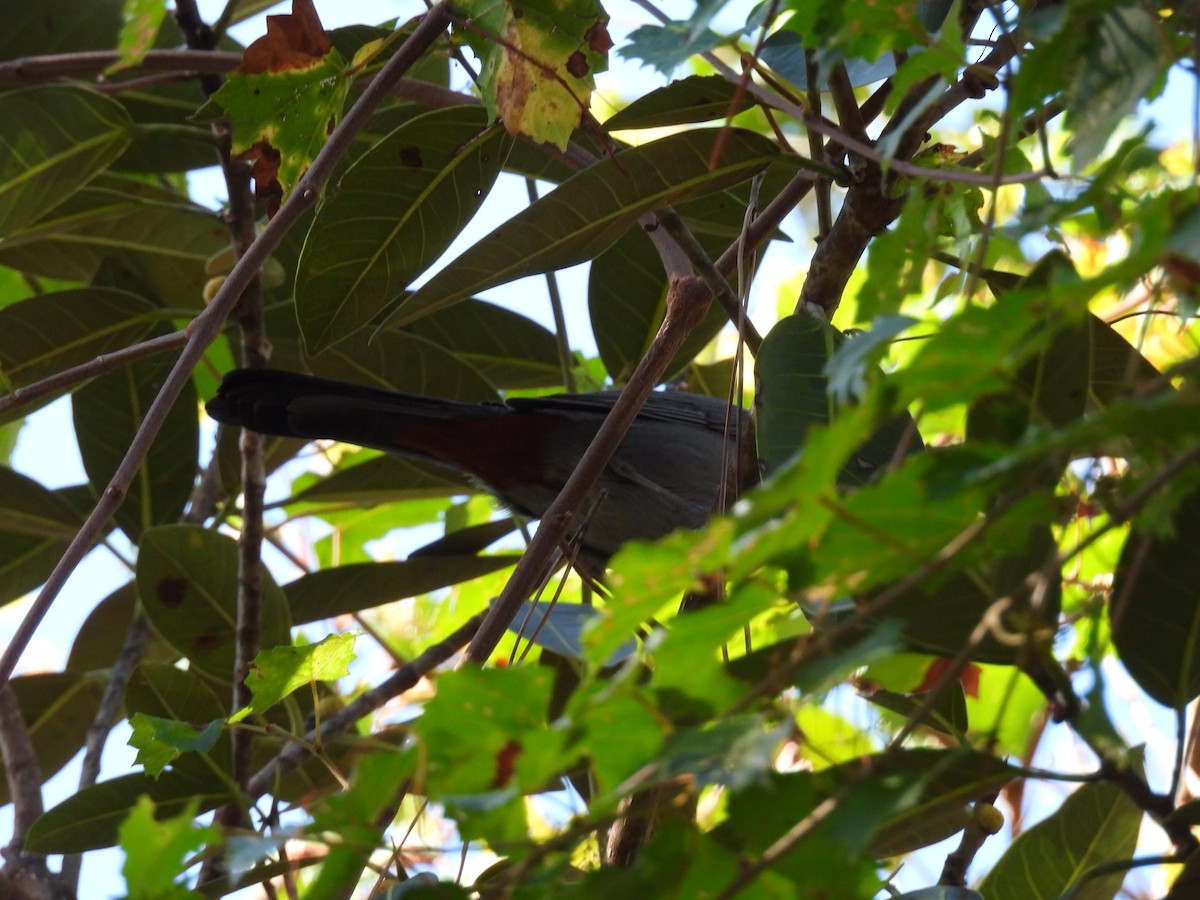 Gray Catbird - ML647255119
