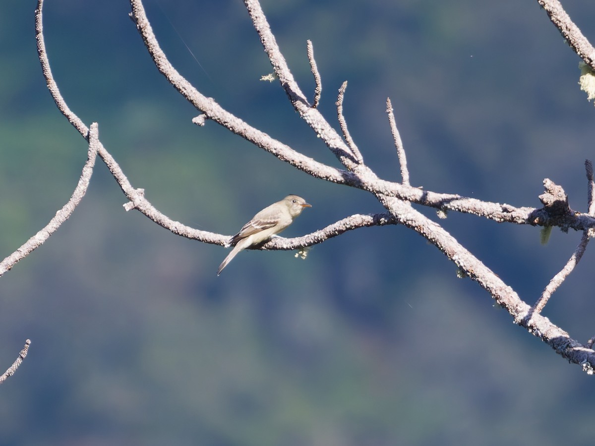 Піві великий - ML647255121