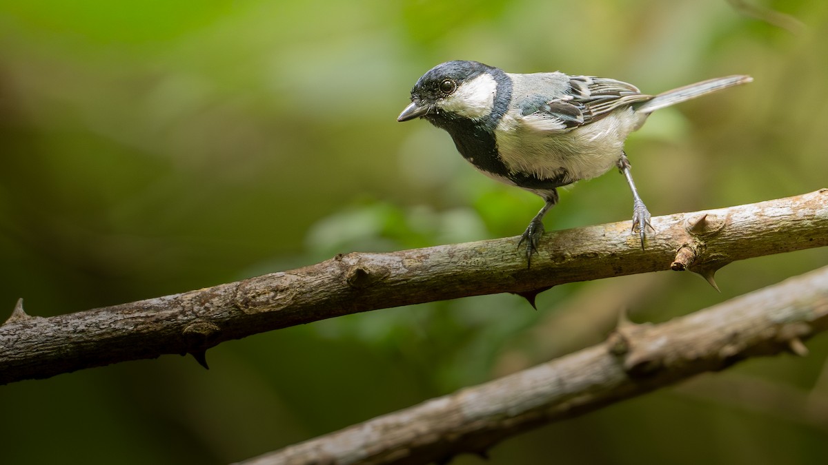 Asian Tit (Cinereous) - ML647255122