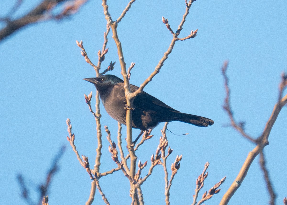 Common Grackle - ML647255126
