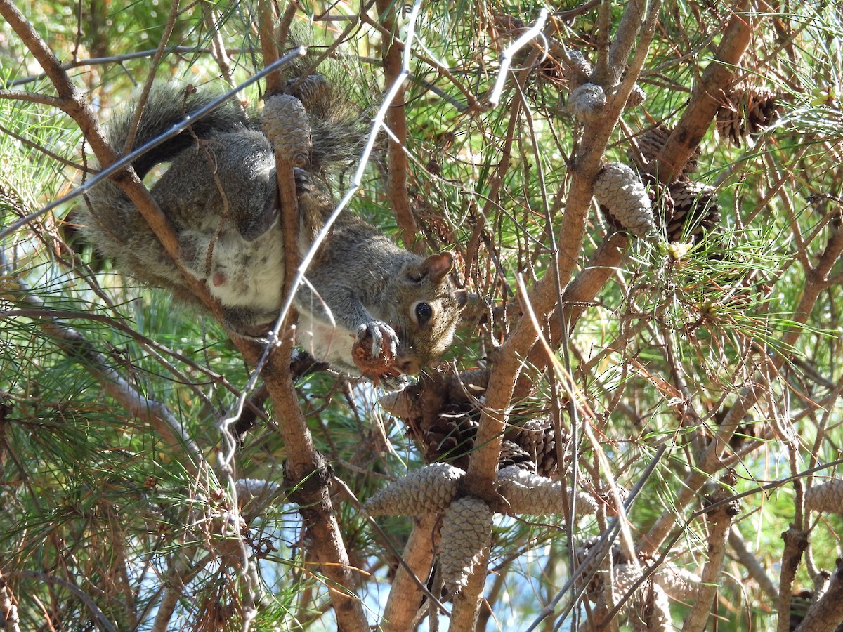 Eastern Gray Squirrel - ML647255128