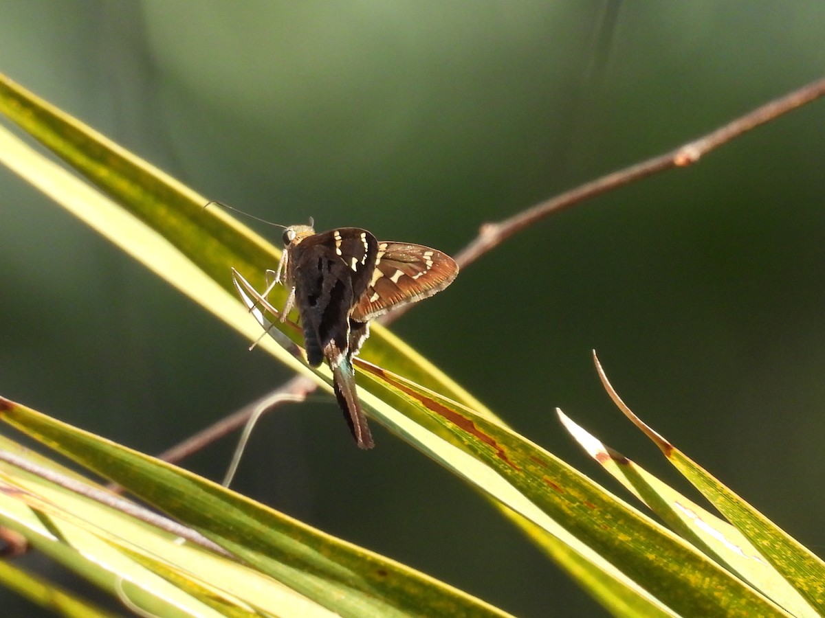 Long-tailed Skipper - ML647255131