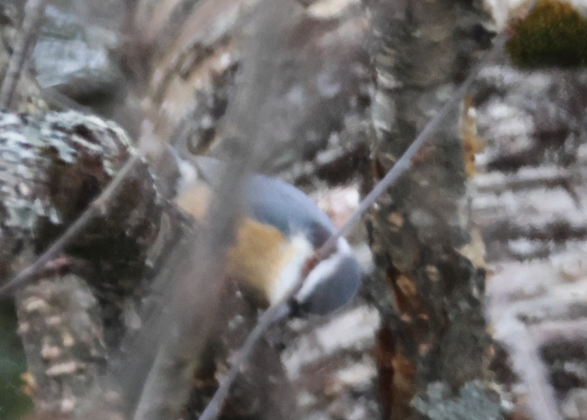 Red-breasted Nuthatch - ML647255133
