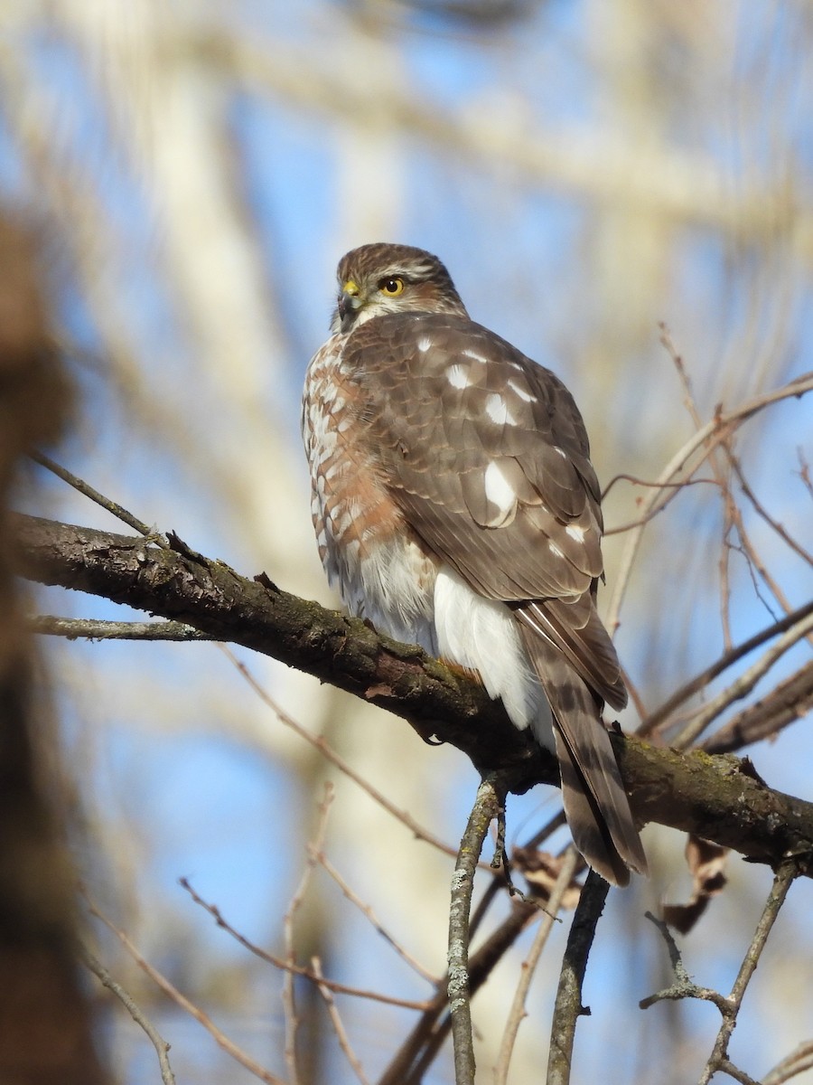 Cooper's Hawk - ML647255138