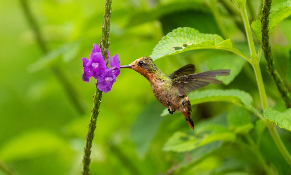 チャカザリハチドリ - ML647255141