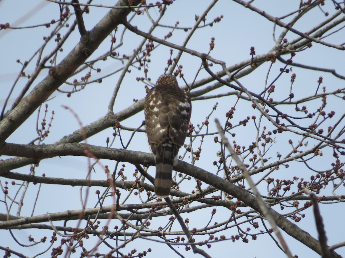 Cooper's Hawk - ML647255153