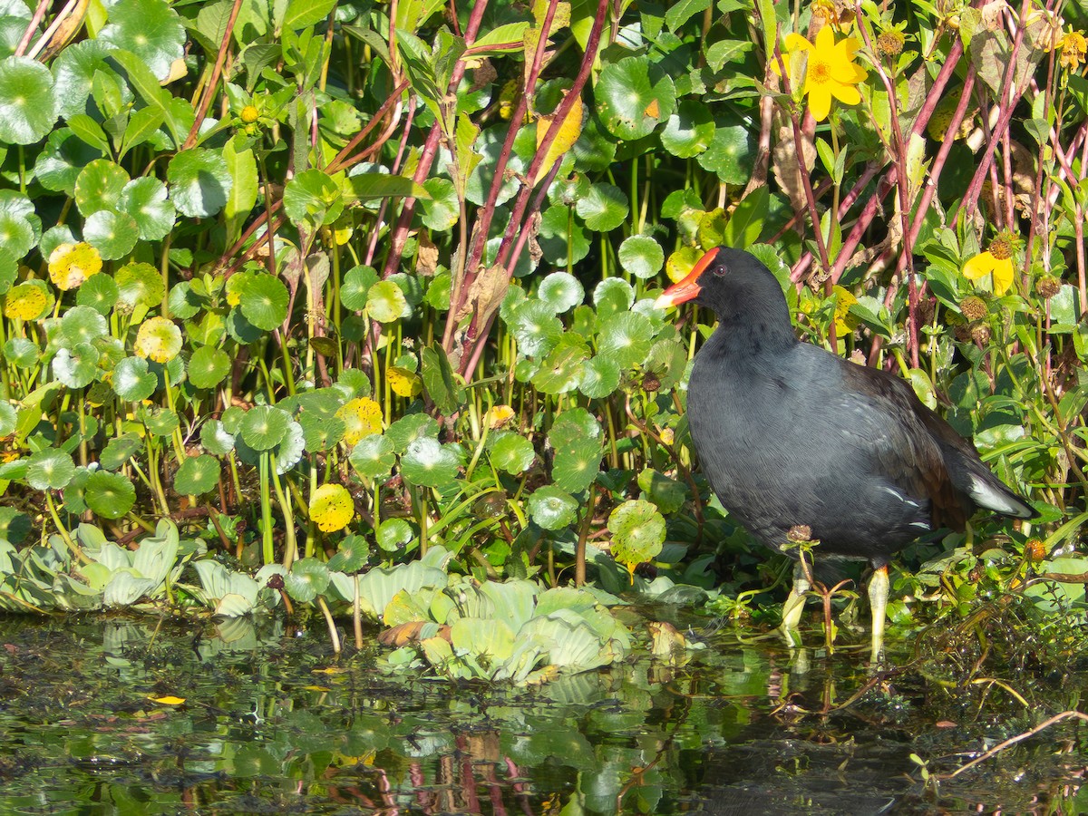 Курочка латиноамериканська - ML647255158