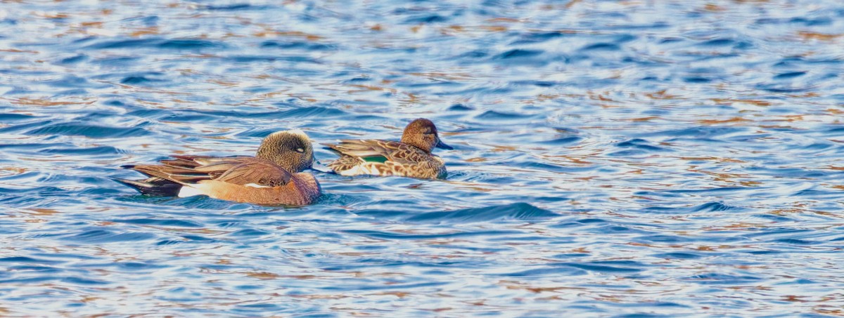 čírka obecná - ML647255159