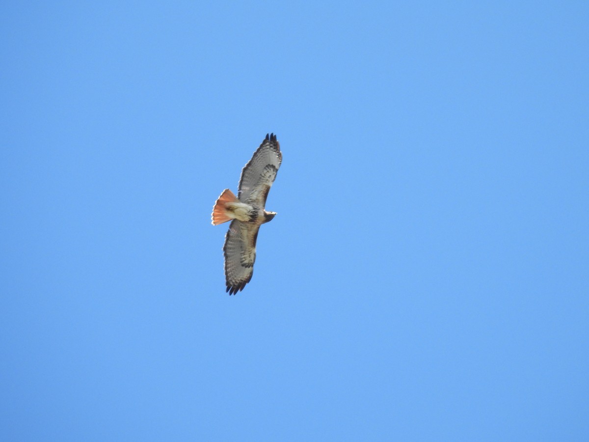 Red-tailed Hawk - ML647255161