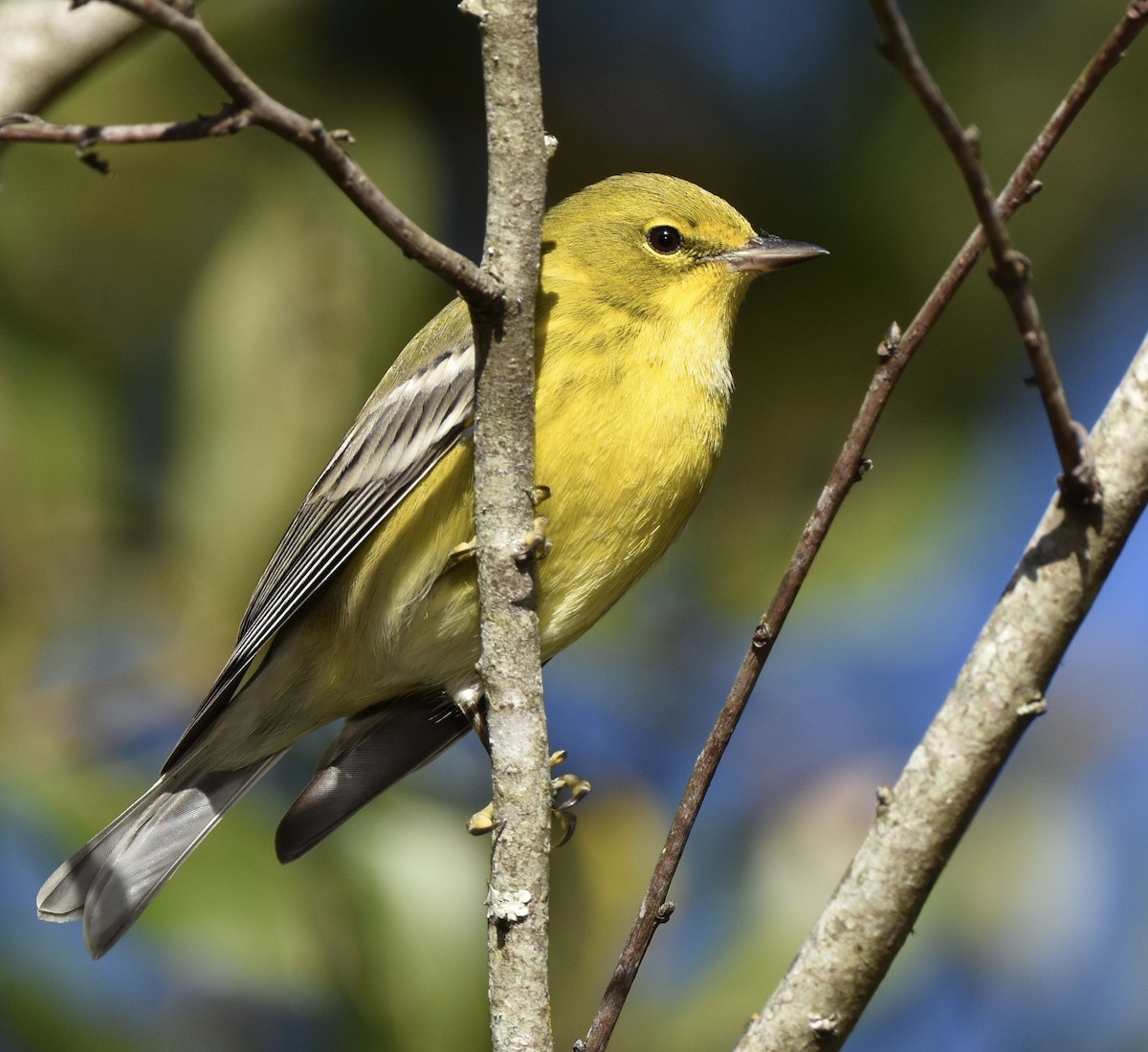 Pine Warbler - ML647255162