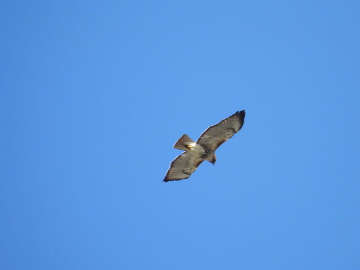 Red-tailed Hawk - ML647255165