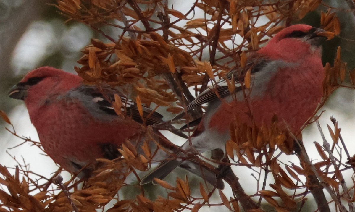 Pine Grosbeak - ML647255167