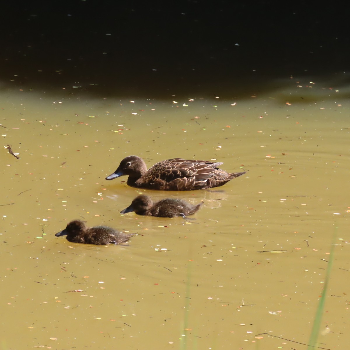 Neuseelandente - ML647255168