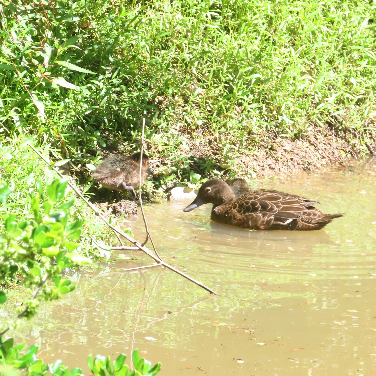 Neuseelandente - ML647255178