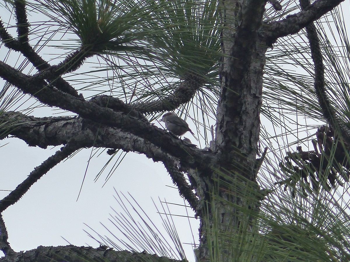 Brown-headed Nuthatch - ML647255204