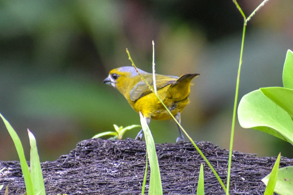 Golden-bellied Euphonia - ML647255214