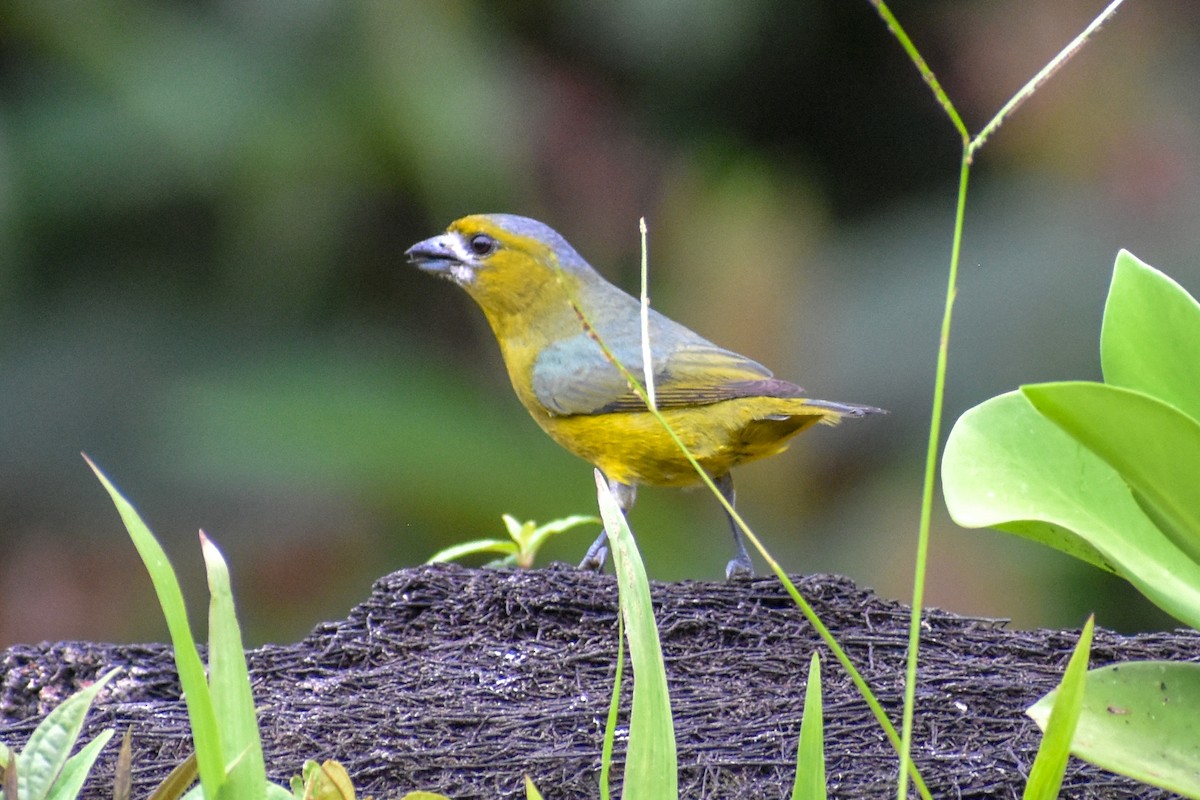 Golden-bellied Euphonia - ML647255219