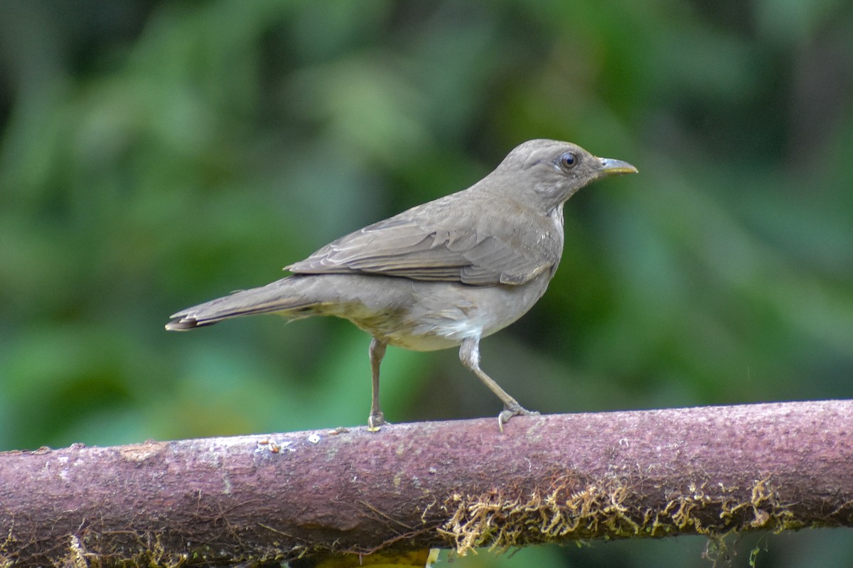 drozd černozobý - ML647255222